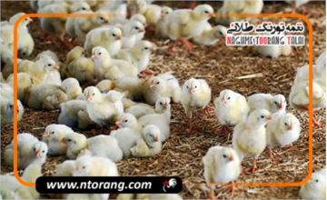 صدور مجوز جوجه‌ریزی بیش از ۵۶ میلیون قطعه طیور در آذربایجان غربی